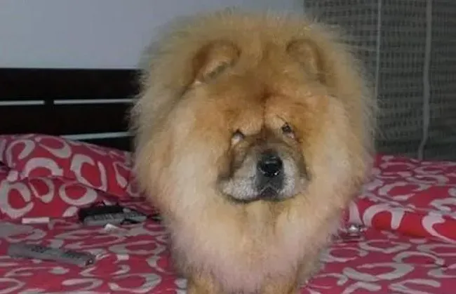 松狮犬|美容达人教你如何给松狮犬梳理毛发