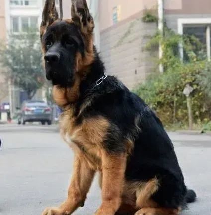 德国牧羊犬|德国牧羊犬有点缺钙，如何给它补钙