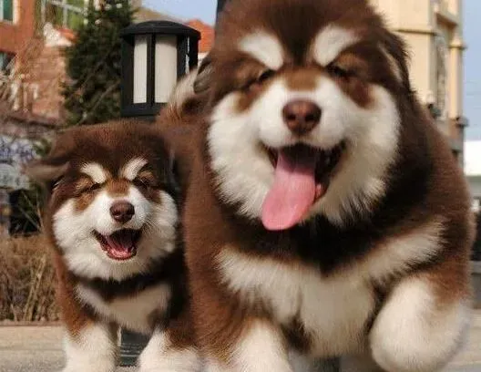 阿拉斯加犬|阿拉斯加雪橇犬毛发变浅暗淡怎么办