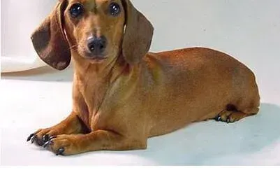 腊肠犬|10个月的腊肠犬患上肠胃炎应如何医治