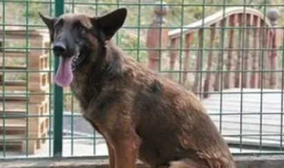 比利时特伏丹犬怎么养 适当补充肉类食物 | 比利时特伏丹犬