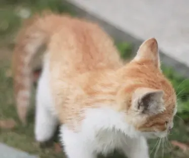 一个月幼猫一天喂几次 食物最好食入柔软 | 猫