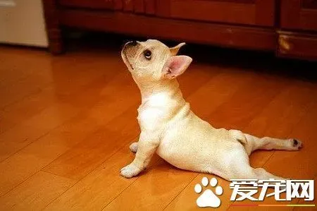 法国斗牛犬有几种颜色 法斗一共有12种色 | 法国斗牛犬
