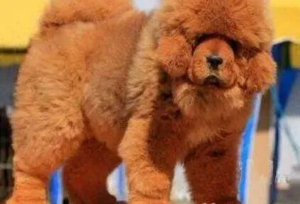 藏獒|饲养科普 了解藏獒的肠胃功能和训练方法