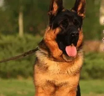 德国牧羊犬|如何喂养德国牧羊犬才能胖点