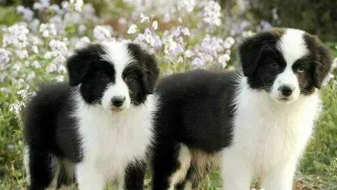 边境牧羊犬|边境牧羊犬得了肺炎该怎么治疗
