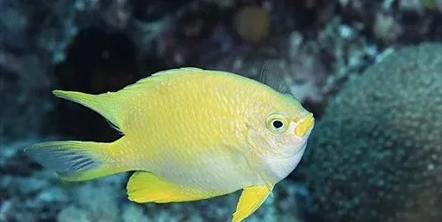 怎么养好咸淡水鱼 10升海水中加1-2汤匙盐 | 鱼
