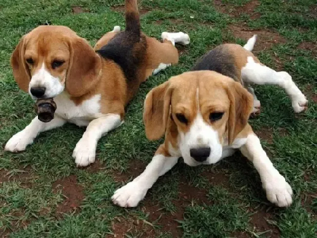 比格犬|比格犬吃糖的危害到底有多大