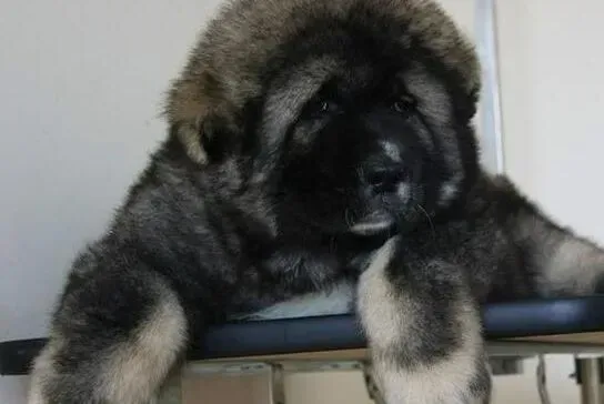 高加索犬|高加索犬打疫苗的地方起了一个包没事吧