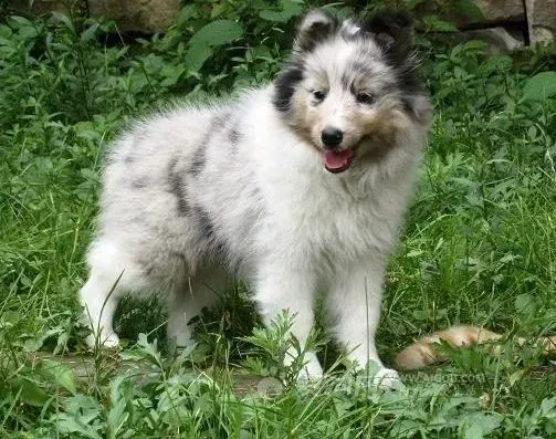 喜乐蒂|喜乐蒂犬肠炎加感冒能治好么