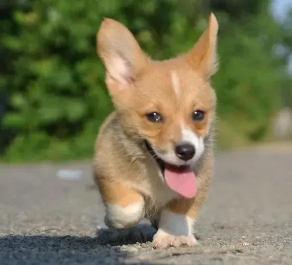 柯基犬|给柯基犬洗澡的几个原则和方法