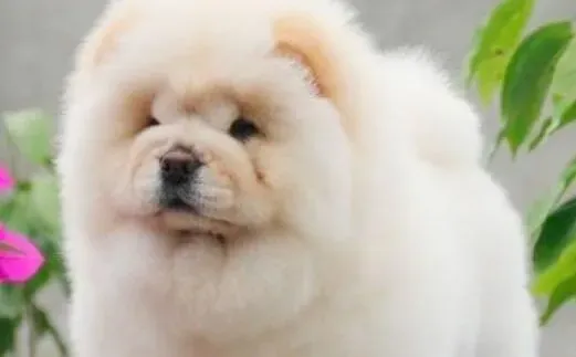 松狮犬|哺育新生松狮犬应该注意的饲养概念