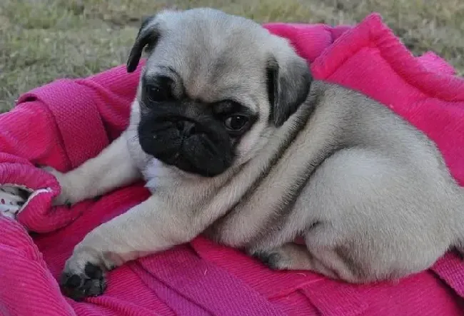 巴哥犬|我家巴哥犬吃皇家粮便便臭应换哪种好呢
