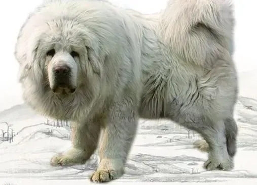 藏獒|避免藏獒狗狗走失的四种预防措施