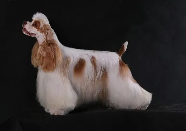 可卡犬|如何解决可卡犬的体内寄生虫问题