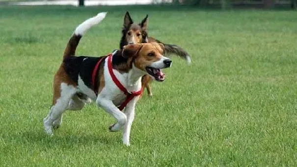 比格犬|米格鲁猎兔犬生病怎么办 比格犬生病需注意