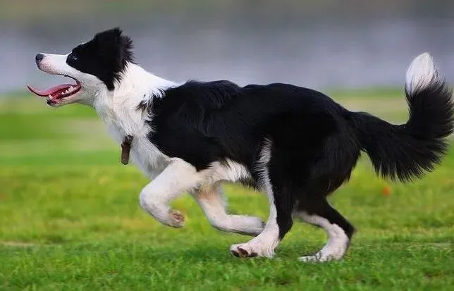 边境牧羊犬|边境牧羊犬的5大类本能行为