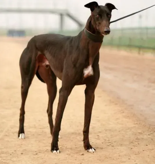 格力犬|格力犬不定点上厕所，随地大小便怎么办