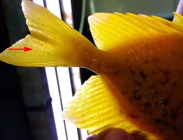 一例狐蓝子鱼感染刺激隐核虫的诊断与治疗