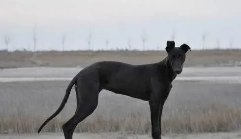 意大利灵缇又叫什么 意大利灵缇犬又叫格力犬 | 灵缇