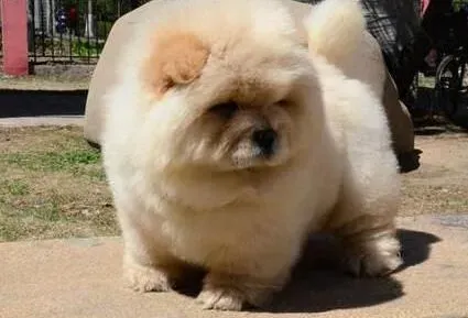 松狮犬|怎样陪伴着你的松狮犬做游戏