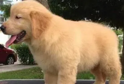 金毛|没断奶的金毛犬奶狗应该怎样照顾才好