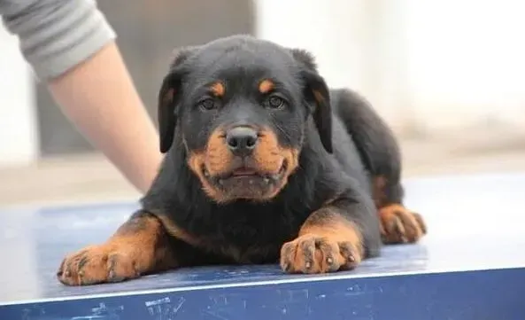 罗威纳犬|如何让罗威纳犬学会在外面上厕所