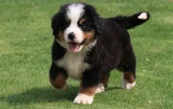 伯恩山犬|伯恩山犬对我们产生反抗的有效解决方法