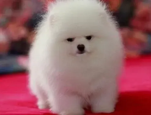 博美犬|两个半月的博美犬严重掉毛，便便有血丝没事吧
