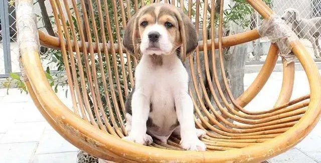 比格犬|为什么比格犬才抱回家就开始间歇性拉稀
