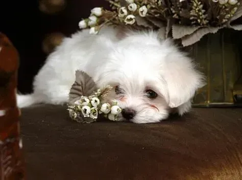 比熊犬|比熊犬腿软有原因 如何解决是关键问题