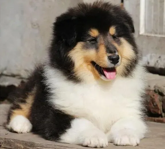 喜乐蒂|喜乐蒂犬最近发烧，不吃不喝怎样解决这个问题