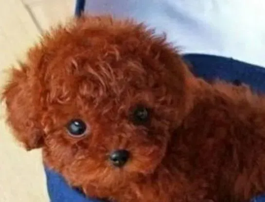 泰迪犬|生活好习惯之如何让泰迪犬养成良好的饮食习惯