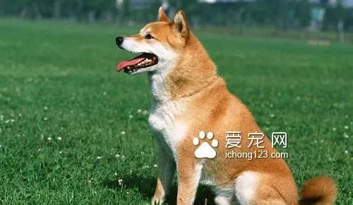 大型犬吃什么狗粮好 注意钙质的补充 | 狗粮