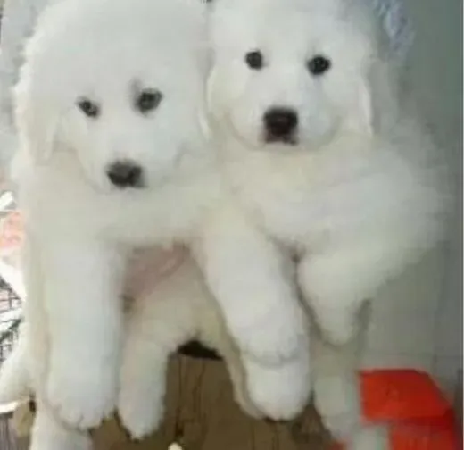大白熊犬|想让大白熊犬健康的成长需要给狗狗吃哪些食物