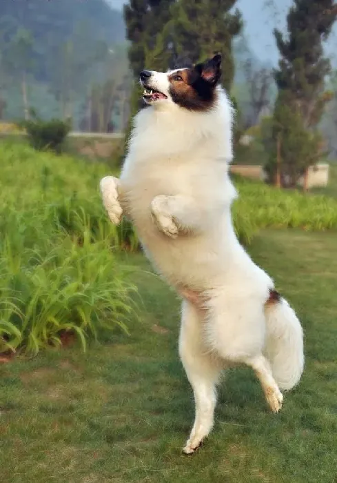 苏格兰牧羊犬|关于苏格兰牧羊犬生育的几大问题