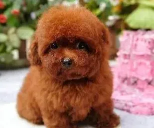 泰迪犬|五个月的泰迪犬吃什么狗粮好