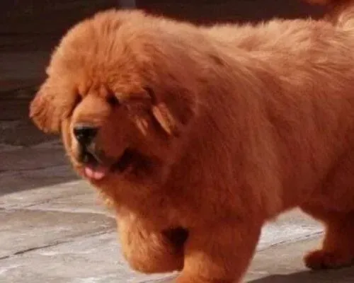 藏獒|藏獒呕吐不止，没精神是生病了吗