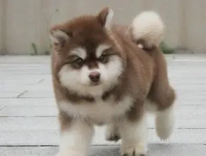 阿拉斯加犬|两个月的阿拉斯加犬老咳嗽是怎么回事