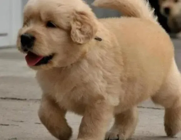金毛|饲养金毛犬的价值以及有哪些好处