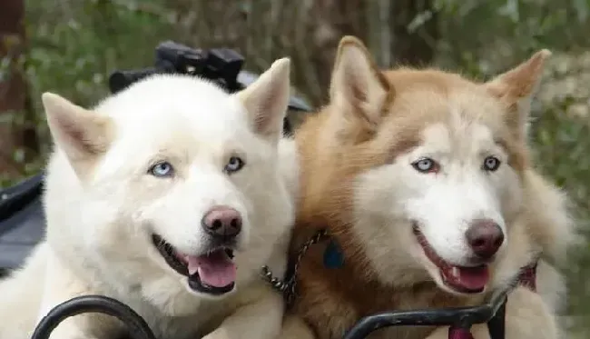 阿拉斯加犬|土方法教你给阿拉斯加雪橇犬选择到合适的狗粮