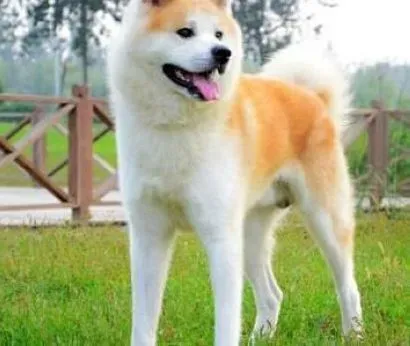秋田犬|怎样轻松训练秋田犬分辨气味