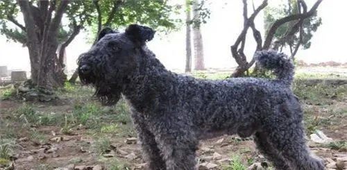 凯利蓝梗属于什么犬 凯利蓝梗犬是中型犬 | 凯利蓝梗