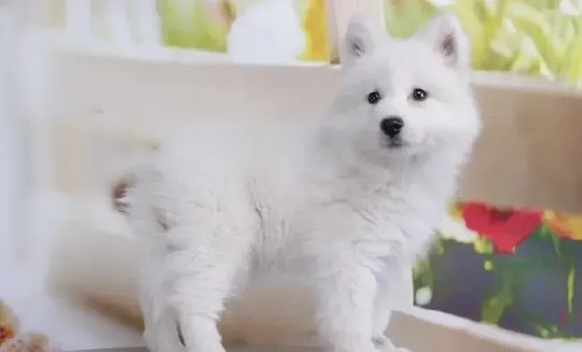银狐犬|银狐犬刚买回来三周就便血是什么问题