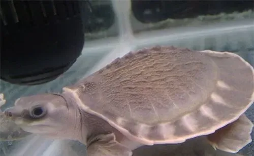猪鼻龟几天换水 饲养猪鼻龟对水质的要求 | 猪鼻龟