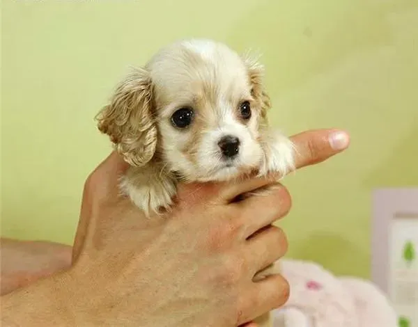 可卡犬|基础知识：可卡犬的大小便问题介绍