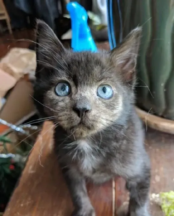 小黑猫因潮湿掉毛 新长毛后竟变身灰脸猫 | 猫