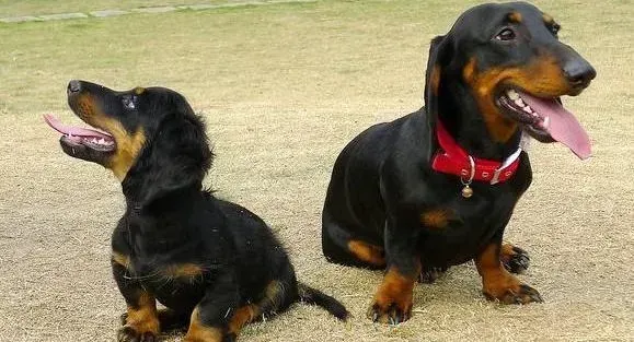 腊肠犬|狗狗训练之让腊肠犬不要弄倒饭盆的方法