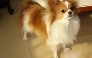 蝴蝶犬|怎样才能养出一只身体倍棒的蝴蝶犬