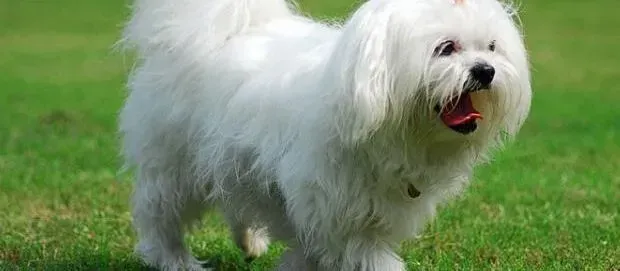 马尔济斯|家庭自然疗法轻松让马尔济斯犬远离皮屑困扰